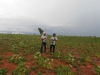 Cassava and peanuts growing together in Nsanda