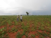 Cassava and peanuts growing together in Nsanda