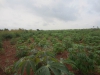 Cassava field