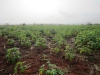 Cassava field