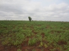 Cassava field